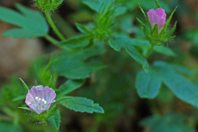Althaea hirsuta / Altea ispida